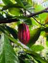 Cacao-aydyn