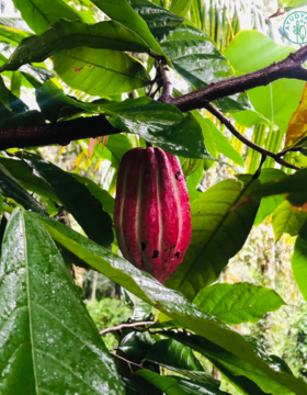Cacao-aydyn
