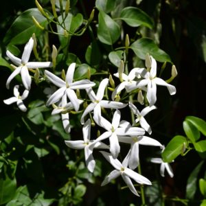 jasmine-flower