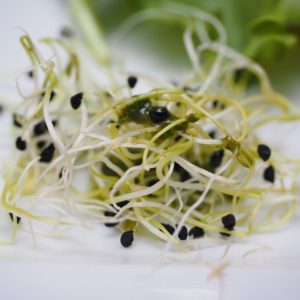 alfalfa-sprouts-1522076_960_720