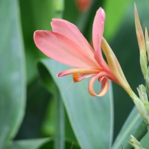 canna-3371082_960_720