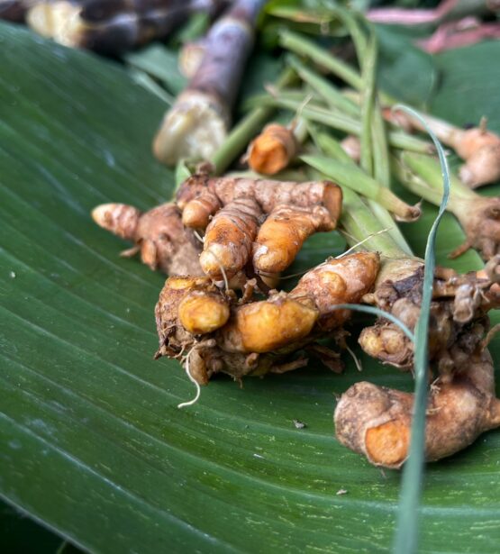 wild-turmeric-slk