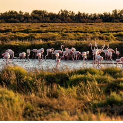 Camargue-Ecosystem